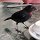 Besuch beim Lunch, der Vogel liebt unsere Mayonaise