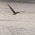 Pelikan im Flug