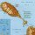 St. Kitts & Nevis