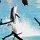 Delfin-Show