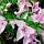 grossblättrige Bougainvillea