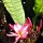 exotische Blüte