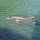 Delfin