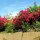 Bougainvilleas beim Hotel Bird Rock