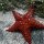 roter Seestern
