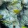 verschiedene Riff-Fische