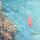 Soldatenfisch + andere Riff-Fische