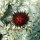 roter Seeigel