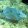 Blauer Doktorfisch mit gelbschwarzem Putzerfischlein