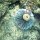 Seeigel