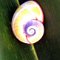 Humboldt-Nationalpark <br />Polymita-Schnecke