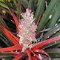Humboldt-Nationalpark <br />spezielle Ananas-Pflanze