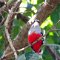 Humboldt-Nationalpark <br />der 'Cuba-Trogon' ist der Nationalvogel von Kuba