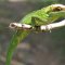 Humboldt-Nationalpark <br />'Ritteranolis' , grüne Echse