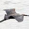 Moron bis Cayo Coco <br />Reiher im Flug