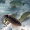Cayo Coco <br />Schnorcheln am Strand vom Hotel Melia ; Kalmar und verschiedene Riff-Fische