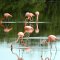 Cayo Guillermo <br />rote Flamingos in einer Lagune