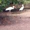 Cayo Guillermo <br />Ibis und Reiher in den Mangroven