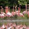 Cayo Guillermo <br />rote Flamingos in einer Lagune