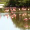 Cayo Guillermo <br />rote Flamingos in einer Lagune