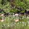 Cayo Guillermo <br />rote Flamingos und andere Wasservögel in einer Lagune