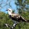 Cayo Romano <br />Raubvogel