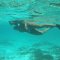 Cayo Romano <br />Schnorcheln am Strand bei der Playa del Norte