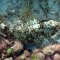 Cayo Romano <br />Schnorcheln am Strand bei der Playa del Norte , Papagei-Fisch