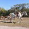Cayo Coco <br />Herde von Pferden für die Touristen