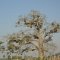 Camagüey bis Sancti Spiritus <br />schöner Baum in der sonst monotonen Landschaft