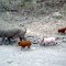 Santiago de Cuba bis Mares del Portillo <br />Schweine mit Ferkeln rennen über die Strasse