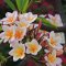 Varadero <br />'Plumeria'-Blütenstrauch