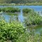 Cayo Santa Maria <br />Mangroven-Landschaft