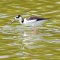 Cayo Santa Maria <br />Wasservogel mit spitzem Schnabel