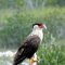 Cayo Santa Maria <br />'Caracara'-Raubvogel