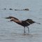 Cayo las Brujas <br />Grosser Braun-Reiher in der Salina-Lagune