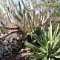Cayo Santa Maria <br />Wanderung durchs 'Refugio de Flora y Fauna' , Agaven