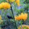Cayo Santa Maria <br />Vogel in den leuchtend orangen Agaven-Blüten
