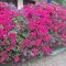 Varadero <br />Bougainvillea-Sträucher vor unserem Hotel