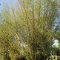 Jardin Botanico Soledad <br />riesige Bambus-Pflanzen im Botanischen Garten