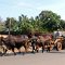 Cienfuegos bis Playa Larga <br />Vierer-Ochsengespann bei Giron