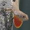 Havanna <br />Anolis-Echse mit aufgeblästem Kehlsack