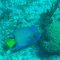 Maria la Gorda <br />Diadem-Kaiserfisch