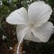 Vinales <br />Hibiskus-Blüte im 'Jardin de Caridad'