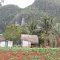 Vinales und Umgebung <br />Bauernhütten und Felder vor den 'Mogotes'