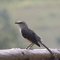 Vinales und Umgebung <br />Vogelbeobachtung