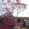 von Pinar del Rio durch die Berge ans Meer <br />Bougainvillea-Strauch in einem kleinen Dorf