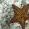 Cayo Jutias <br />Schnorcheln am Strand der Privatinsel, Seestern