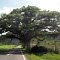 Cayo Jutias zurück nach Vinales <br />die Strasse durch das Tal der 'Mogotes'