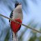 'Sierra del Rosario'-Naturschutzgebiet bei Soroa <br />'Cuba-Trogon', der Nationalvogel Kubas